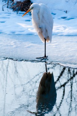 Büyük beyaz balıkçıl (Ardea alba)