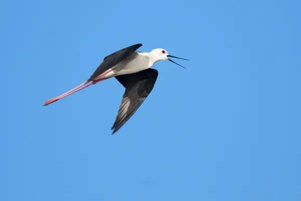 Black WInged Stilt — Stock Photo, Image