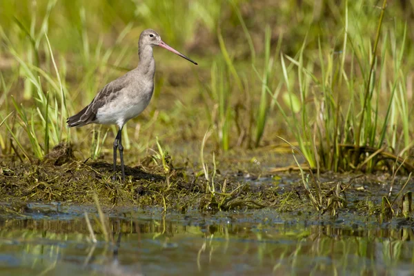 Svart tailed Myrspov — Stockfoto