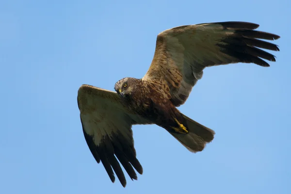 Marsh Harrier (Circus aeruginosus) in flight — Stock Photo, Image