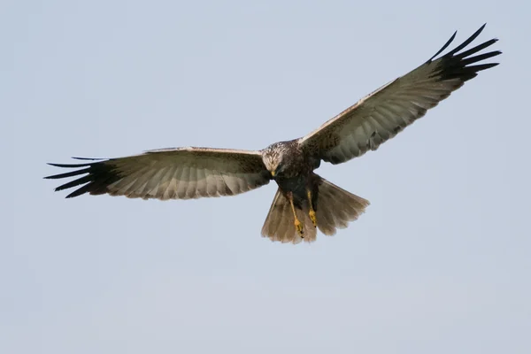 Rohrweihe (circus aeruginosus) im Flug — Stockfoto