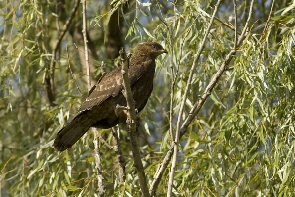 Buzzard umum (Buteo buteo) — Stok Foto