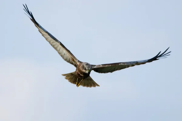 Marsh Harrier (Circus aeruginosus) in flight — Stock Photo, Image