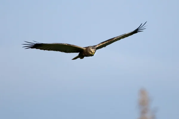Marsh Harrier (Circus aeruginosus) in flight — Stock Photo, Image