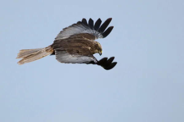 Marsh Harrier (Circus aeruginosus) in volo — Foto Stock