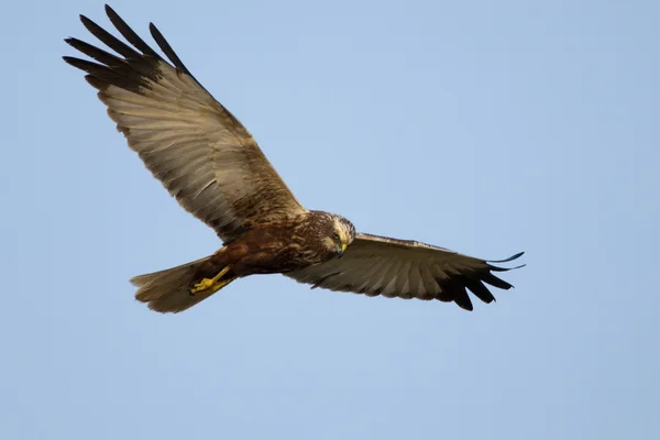 Bruine Kiekendief (Circus aeruginosus) tijdens de vlucht — Stockfoto