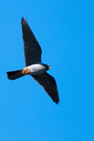Red Footed Falcon (Falco vespertinus) — Stock Photo, Image