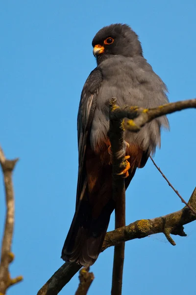 Rode Footed Falcon (Falco vespertinus) — Stockfoto