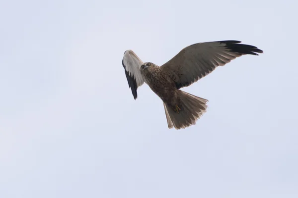 Marsh Harrier — Stock Photo, Image