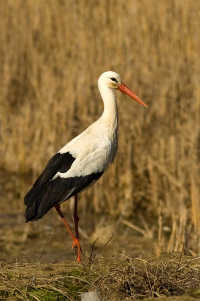 Bocian biały (Ciconia ciconia) — Zdjęcie stockowe