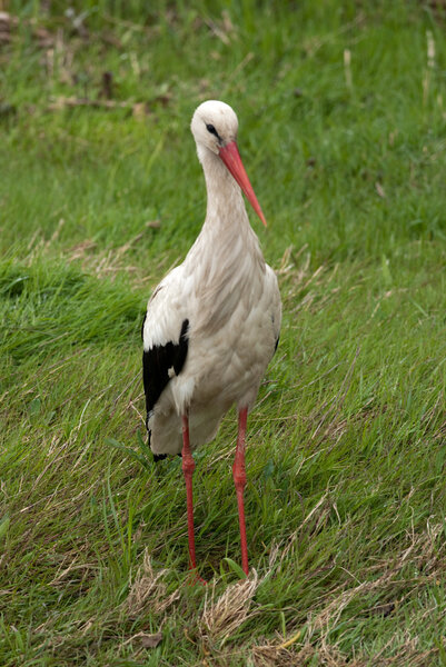 White Stork (Ciconia ciconia)