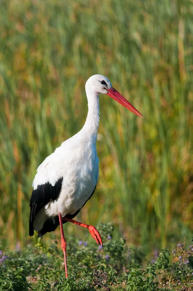 White Stork (Ciconia ciconia) — Stock Photo, Image
