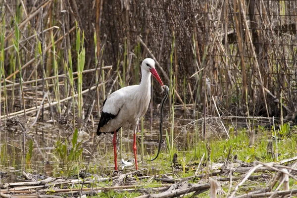 Cegonha-branca (Ciconia ciconia) — Fotografia de Stock