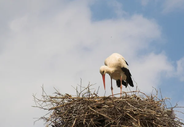 Weißstorch (Ciconia ciconia)) — Stockfoto