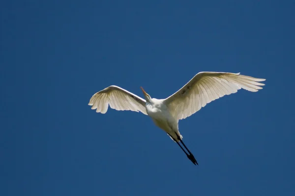 Grande aigrette blanche (Ardea alba) — Photo