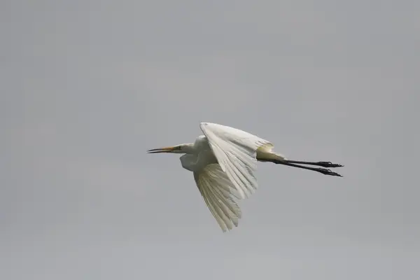 Silberreiher (Ardea alba)) — Stockfoto