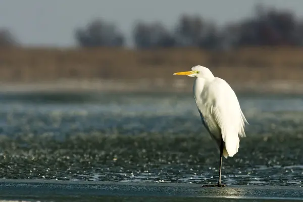 Żółw biały (Ardea alba) — Zdjęcie stockowe