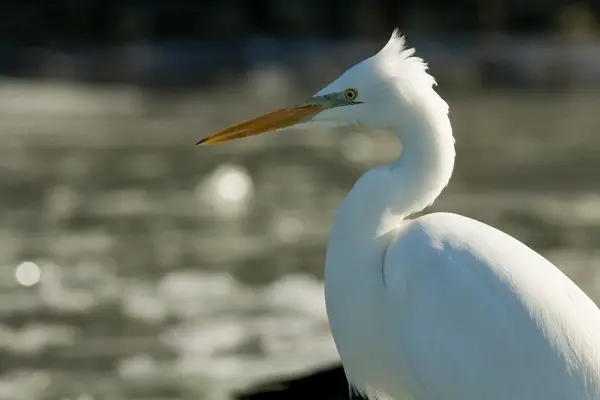 Gran garza blanca (Ardea alba) —  Fotos de Stock