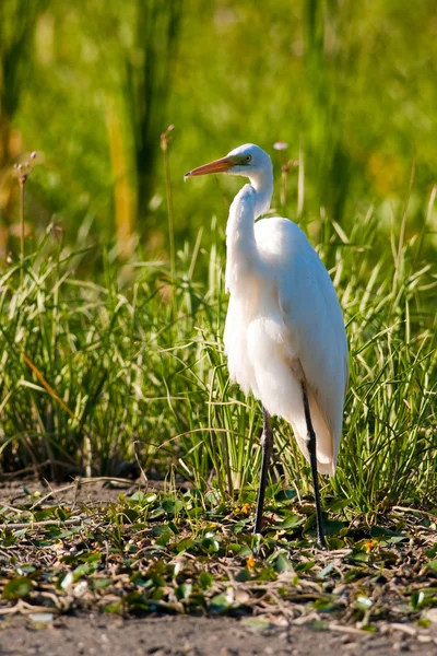 Grande garzetta bianca (Ardea alba) — Foto Stock