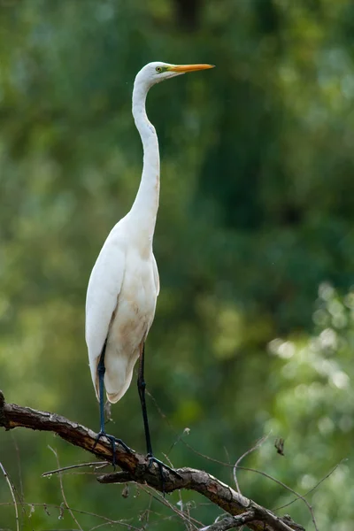 Grande garzetta bianca (Ardea alba) — Foto Stock