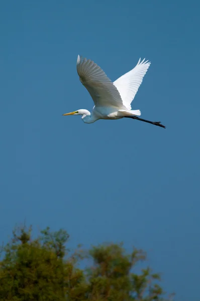 Great White Egret (Ardea alba) — Stock Photo, Image