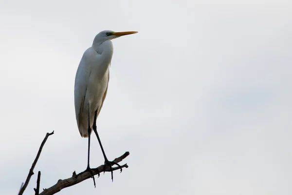 大白鹭（Ardea alba）) — 图库照片