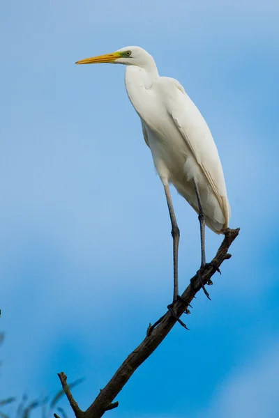 Great White Egret (Ardea alba) — Stock Photo, Image