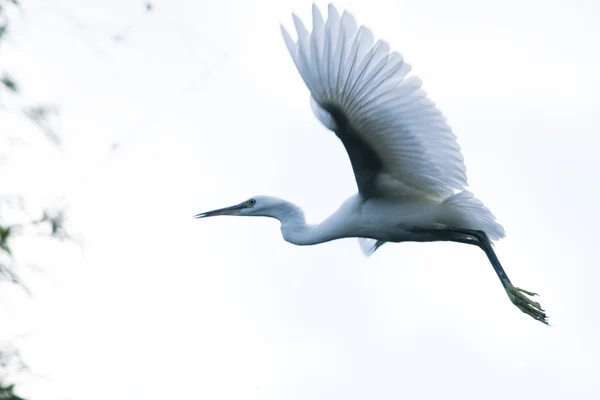 Grote witte zilverreiger (Ardea alba) — Stockfoto