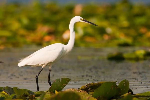 小艾格雷特（Egretta garzetta）) — 图库照片