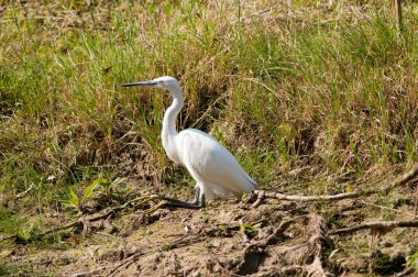 Küçük Egret (Egretta garzetta)
