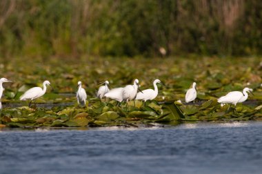 Küçük Egret (Egretta garzetta)
