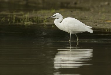 Küçük Egret (Egretta garzetta)