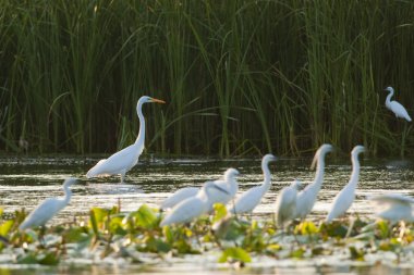 Büyük beyaz balıkçıl (Ardea alba)