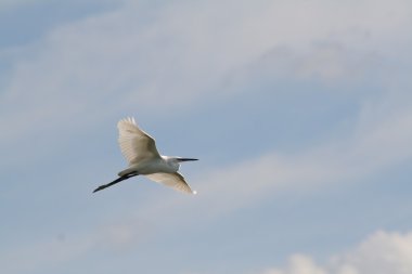 Büyük beyaz balıkçıl (Ardea alba)