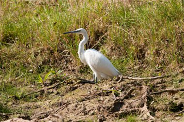 Küçük Egret (Egretta garzetta)