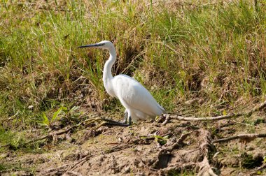 Küçük Egret (Egretta garzetta)