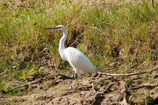 Garceta pequeña (Egretta garzetta) — Foto de Stock