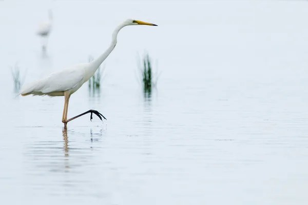 Büyük beyaz balıkçıl (Ardea alba) — Stok fotoğraf