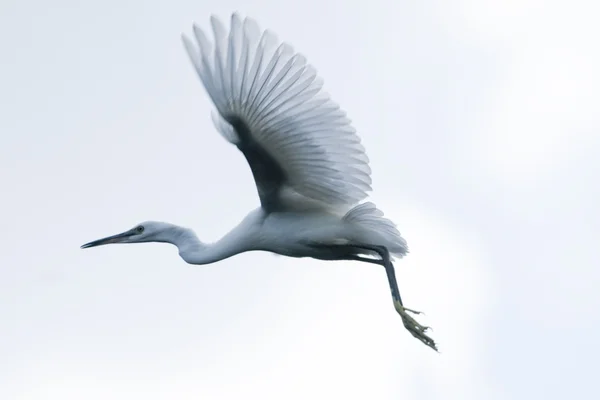 Silberreiher (Ardea alba)) — Stockfoto