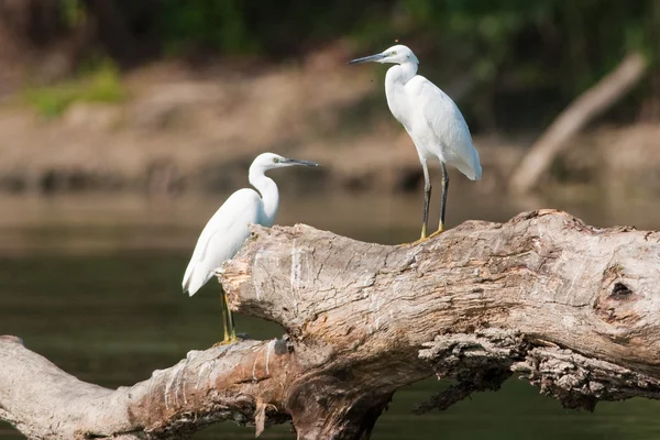 Маленький егрет (egretta garzetta ) — стокове фото