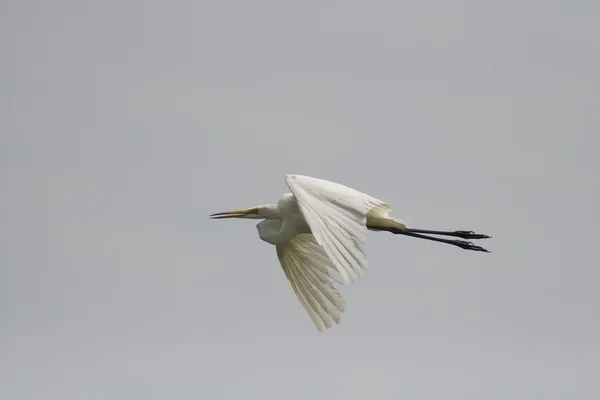 Great White Egret (Ardea alba) — Stock Photo, Image