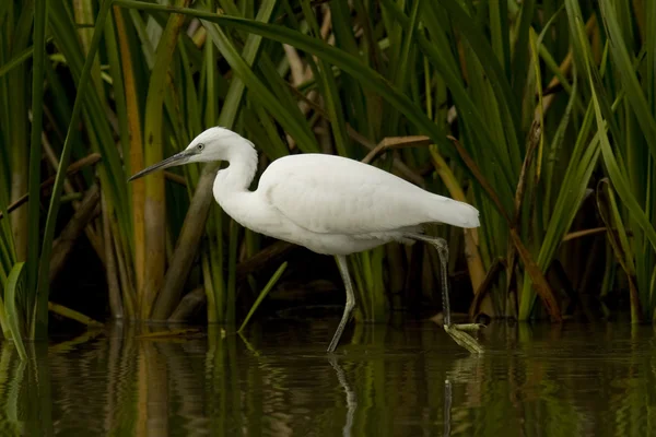 Petite aigrette (Egretta garzetta) — Photo