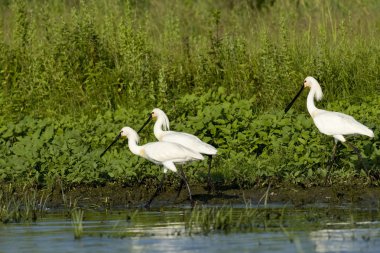 Avrasya kaşık faturası (Platalea lucorodia)