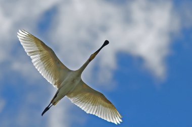 Avrasya kaşık faturası (Platalea lucorodia)