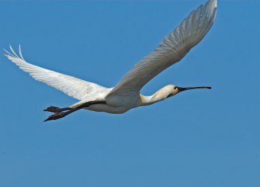 Avrasya kaşık faturası (Platalea lucorodia)