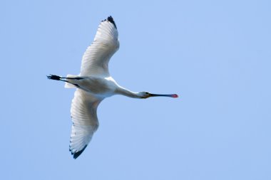 Avrasya kaşık faturası (Platalea lucorodia)