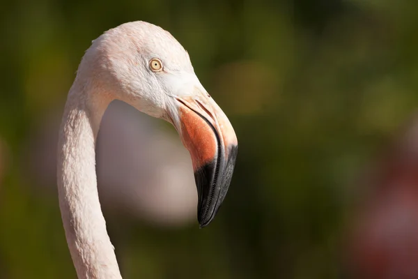 Chilenska flamongo porträtt — Stockfoto