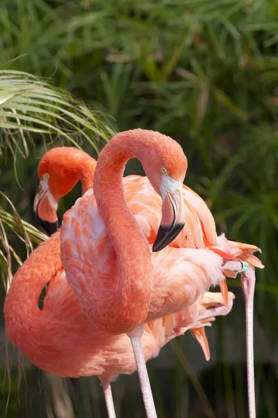 Chilenska flamingo — Stockfoto