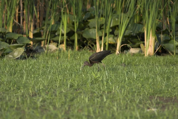 Ibis błyszczący (Plegadis falcinellus) — Zdjęcie stockowe