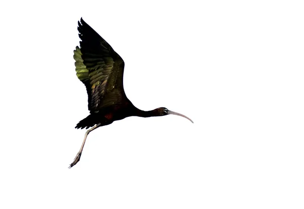 Ibis brillante (plegadis falcinellus ) — Foto de Stock